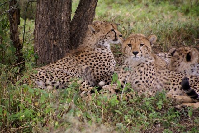 The cheetah conservation projects in Kenya