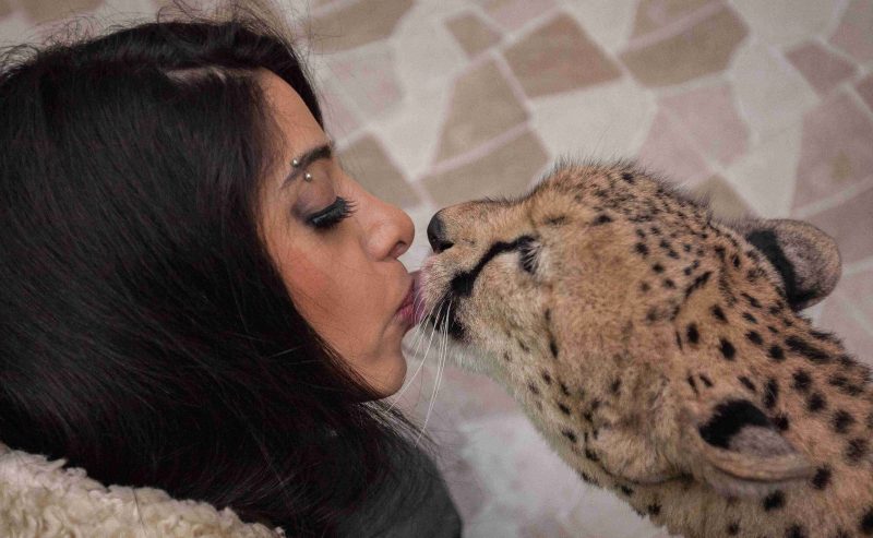 Jaber from Kuwait City bought both Shahad and Mark, two African cheetahs, in 2013 and 2014 for $3,000/- each from an active network at the Kuwait International Airport that smuggled them from Africa