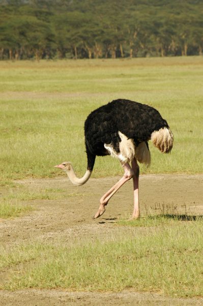 Ostrich