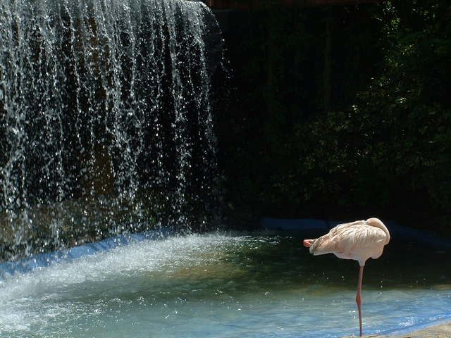 The flamingo the waterfall