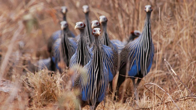 Vulturine guinea fowl