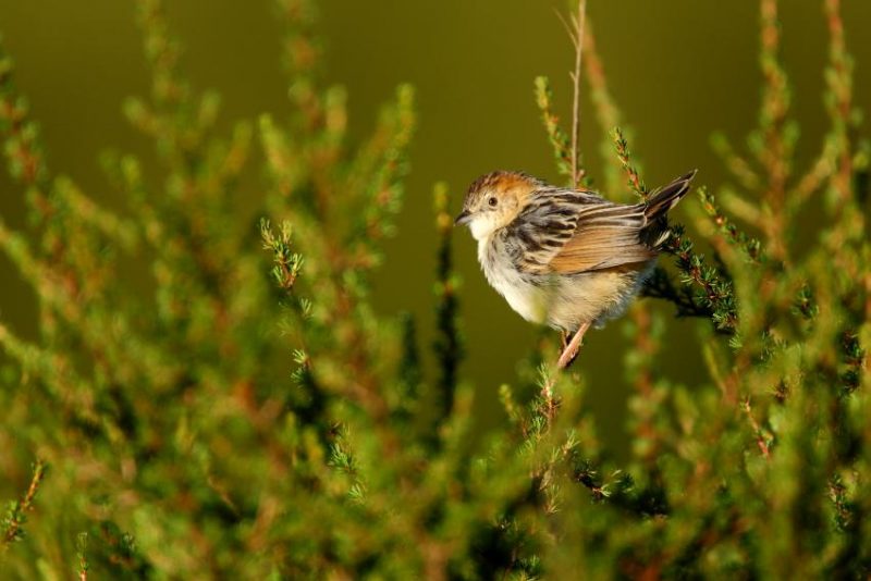 Aberdare Cisticola