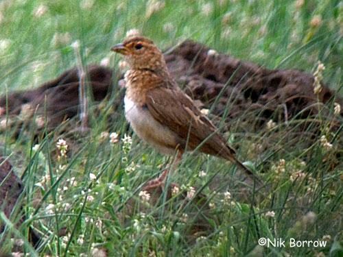 Williams Lark, Indigenous and endemic birds of Kenya