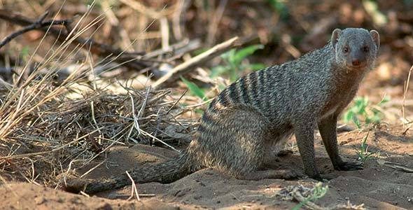 Banded mongoose