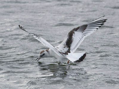 Little gull