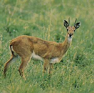 The oribi is the only small antelope and perhaps the smallest ruminant