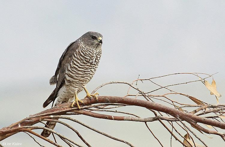 Kenyan Hawks Cranes Jaegers