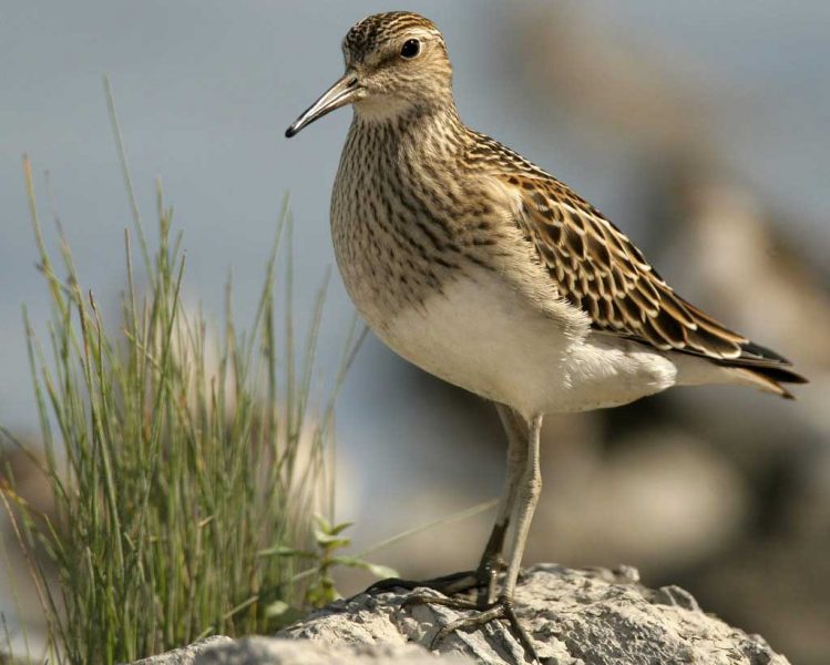 Pectoral Sandpiper