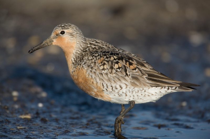 Kenya’s Waxbills Sandpipers Gulls Red Knot