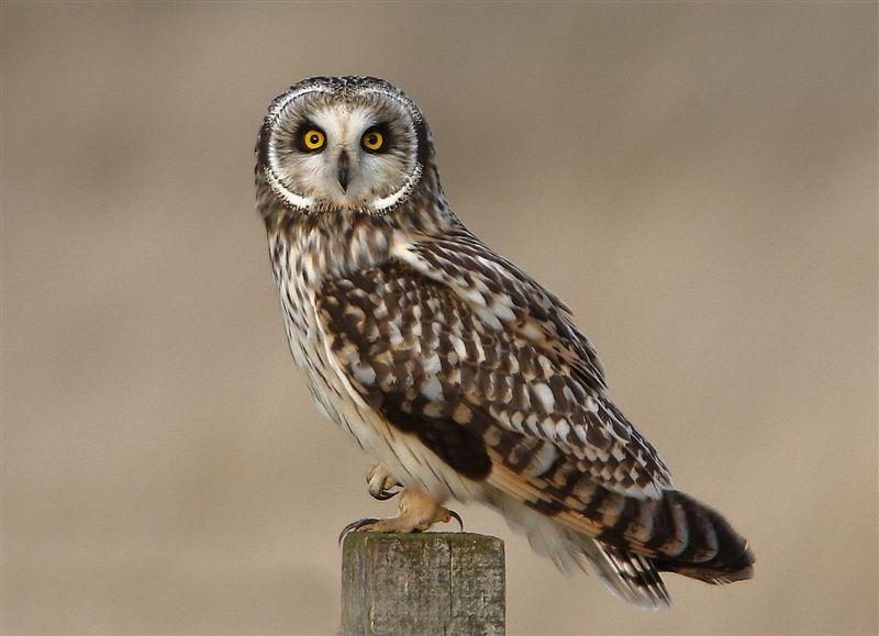 Short eared owl