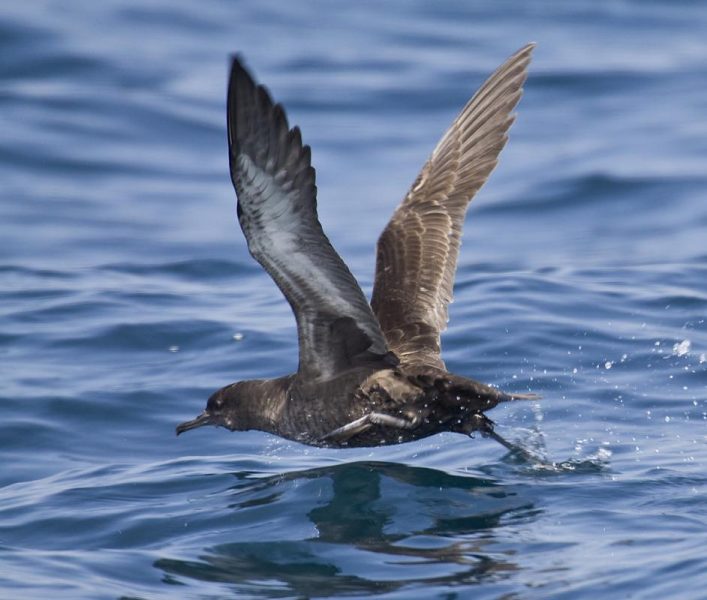 Sooty shearwater