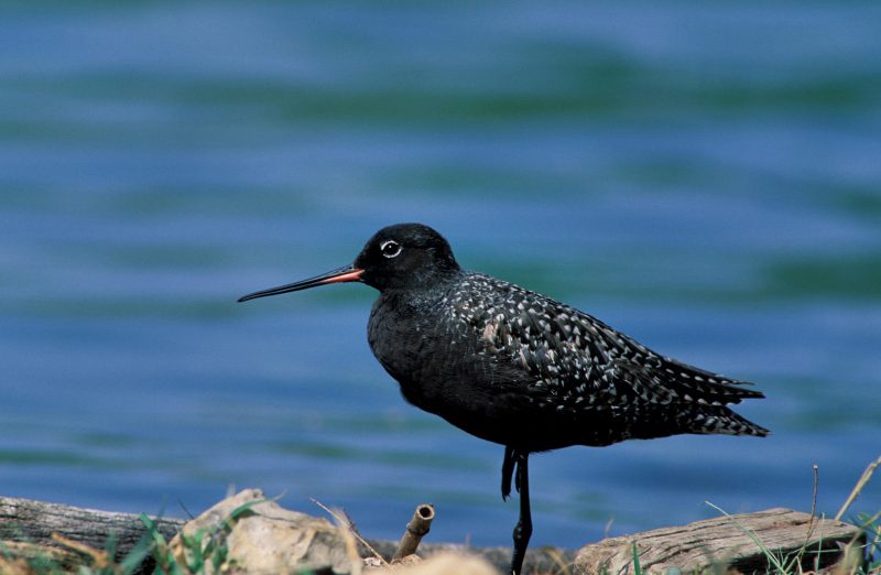 Spotted Redshank