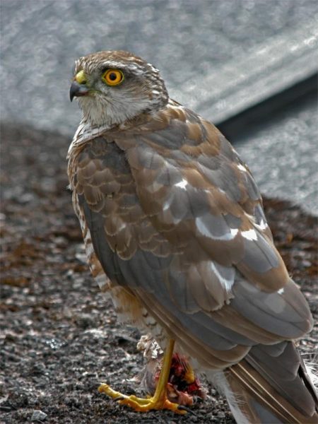 In Kenya, Eurasian sparrowhawks are a rare visitor in the open woodland or countryside