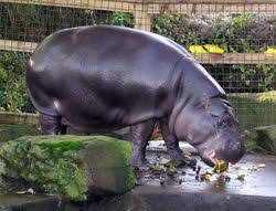 Since 2006, the Union for Conservation of Nature classifies the pygmy hippopotamus as endangered
