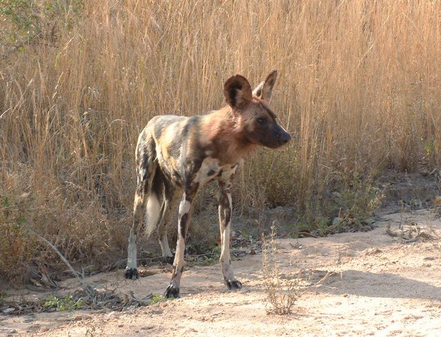 African wild dog