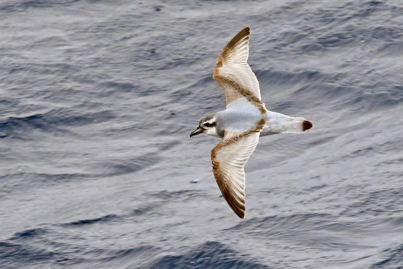 Antarctic prion