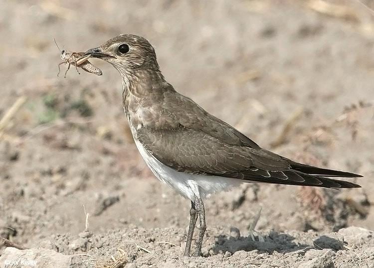 Black winged pratincole, Vagrant and rare birds of Kenya