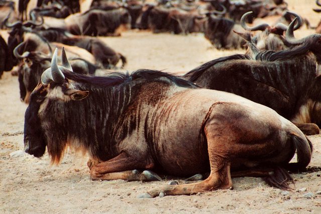 Wildebeest