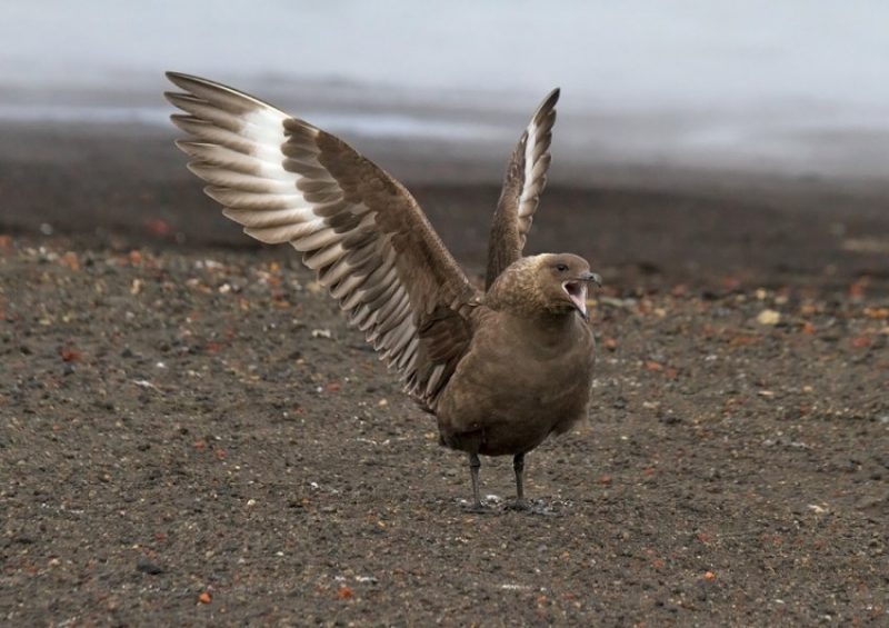 Brown skua The uncertain and introduced Kenyan birds