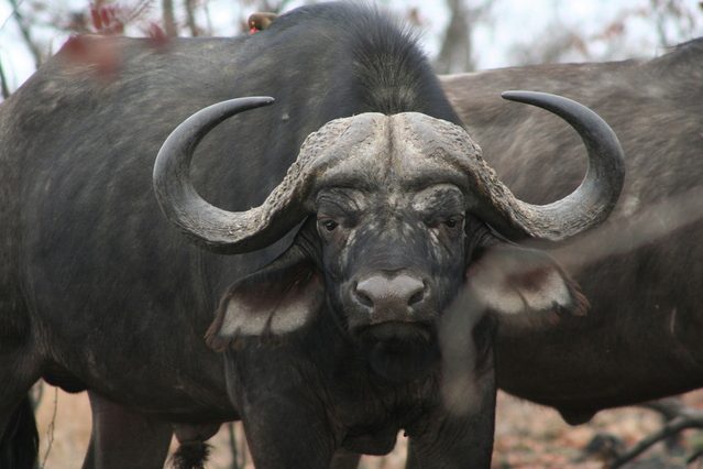 Buffalo