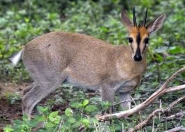 Duiker is a small antelope that lives in the forest or the bushy areas of Kenya