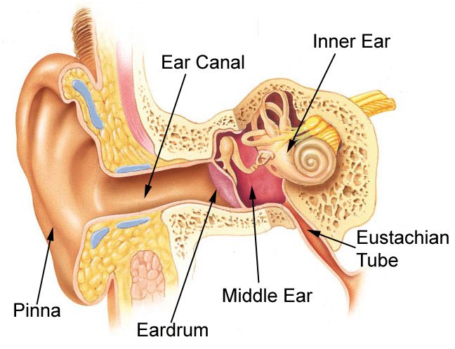 Eustachian tube