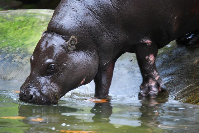 It is hard not to jot down some wild notes on Hippopotamus of Kenya