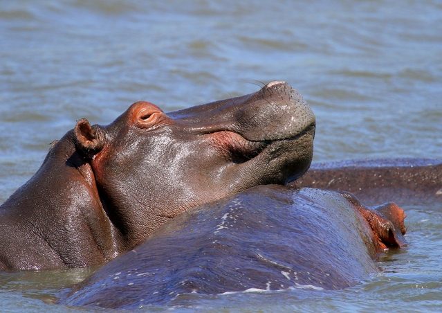 Hippopotamus