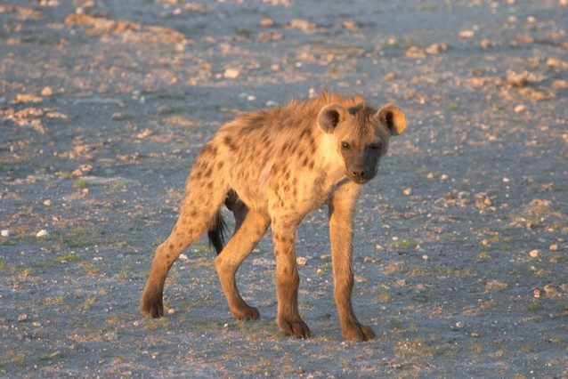 Hyena