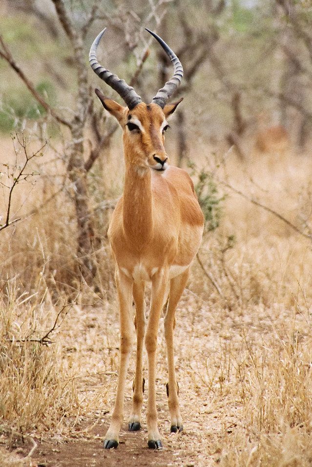 The Impala and warthog of Kenya are medium-sized herbivores