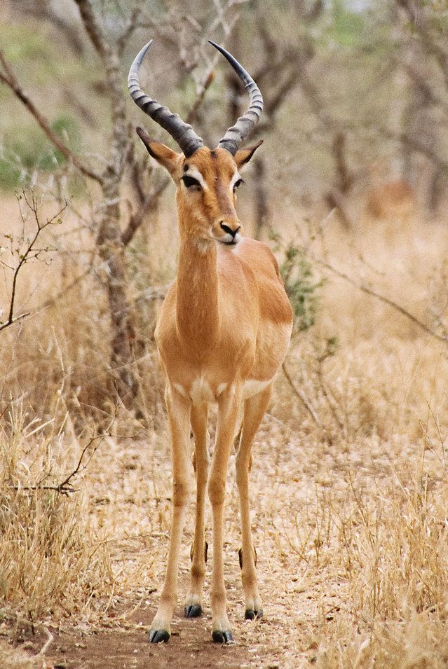 The Impala and warthog of Kenya are medium-sized herbivores The Impala and warthog of Kenya are medium-sized herbivores