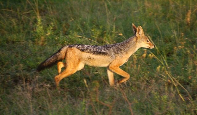 Jackals are territorial animals and have no hesitation in defending their area