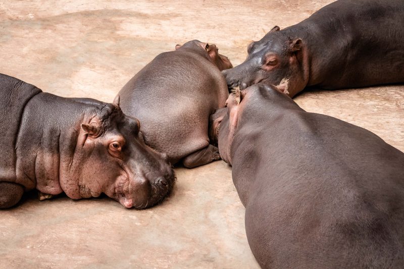 The just-born hippo is considerably massive