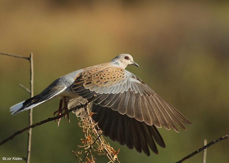 Turtle dove