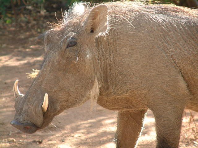 Warthog