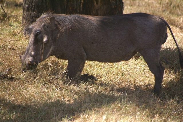 Warthogs are listed as least concern by the Union for Conservation of Nature