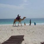 Camel in the beach