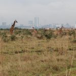 The park is 6 miles from Nairobi