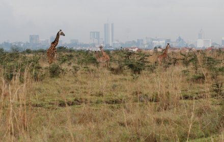 The park is 6 miles from Nairobi