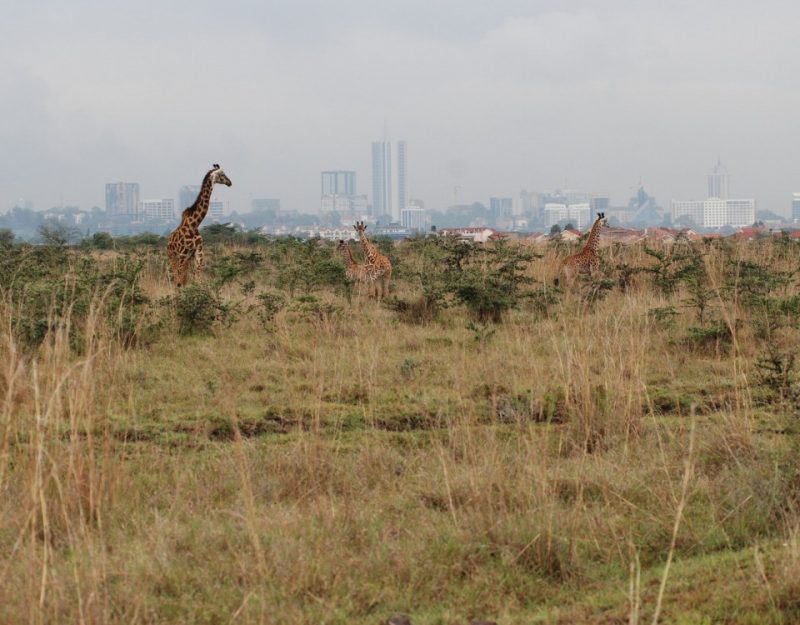 The park is 6 miles from Nairobi