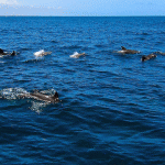 Dolphins