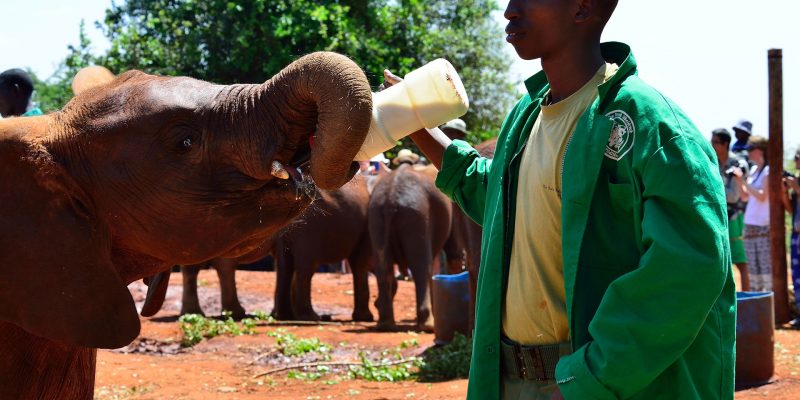 Sheldrick Elephant Orphanage