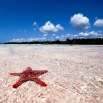 Paradise Res-Star Fish on the Beach