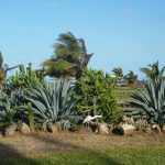 Ocean Beach Resort Malindi