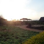 Located at Amboseli National Park