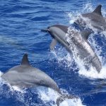 Dolphins