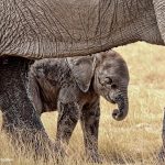 Baby elephant with mother