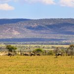 Porini Ol Kinyei cheetah camp