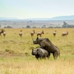 Kenyan safari redefined