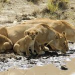 Maasai Mara package